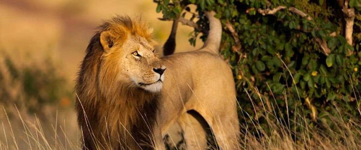 Open-roof game drives, and time to watch the day unfold.