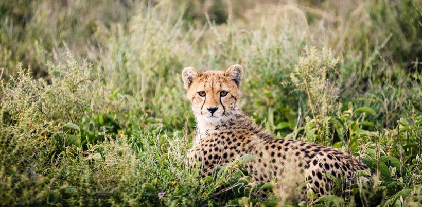 10-Day-Kenya-Tanzania-Budget-Safari-Absolute-Holiday-Safaris
